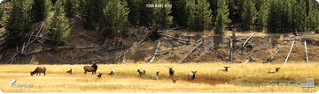 *CUSTOM* Elk Call of the Wild Wildlife Magnum Gun Mat