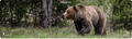 *CUSTOM* Grizzly Bear Wildlife Magnum Mat