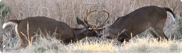 *CUSTOM* Whitetail Bucks Fighting Wildlife Magnum Gun Mat