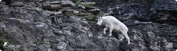 *CUSTOM* Mountain Goat Wildlife Magnum Gun Mat