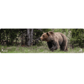 Grizzly Bear Wildlife Mat